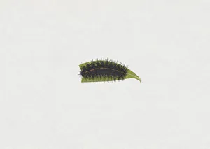 Illustration of White Ermine moth (Spilosoma lubricipeda) caterpillar on green leaf Illustration of White Ermine moth (Spilosoma lubricipeda) caterpillar on green leaf