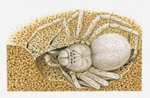 Illustration of White Lady (Leucorchestris arenicola) spider in burrow Illustration of White Lady (Leucorchestris arenicola) spider in burrow