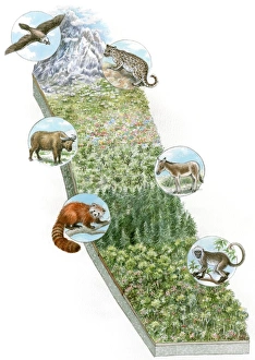 Illustration of wild animals whose habitat is snowy mountains, Great Plains, prairie, bamboo forest Illustration of wild animals whose habitat is snowy mountains, Great Plains, prairie, bamboo forest