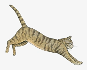 Illustration of Wildcat (Felis silvestris) Illustration of Wildcat (Felis silvestris)