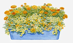 Illustration of windowbox containing Limnanthes douglasii (Poached egg plant), Calendula officinalis (Pot marigold) Illustration of windowbox containing Limnanthes douglasii (Poached egg plant), Calendula officinalis (Pot marigold)