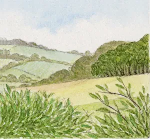 Illustration of wood at edge of countryside Illustration of wood at edge of countryside
