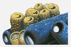 Illustration of yellow and blue Tube Coral (Tubastraea) Illustration of yellow and blue Tube Coral (Tubastraea)