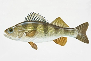 Illustration of Yellow Perch (Perca flavescens), North American freshwater fish Illustration of Yellow Perch (Perca flavescens), North American freshwater fish
