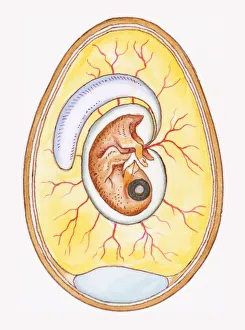Illustration of yoke sac and amniotic membrane surrounding chicken embryo Illustration of yoke sac and amniotic membrane surrounding chicken embryo