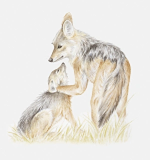 Illustration of two young Black-backed jackals (Canis mesomelas) playing Illustration of two young Black-backed jackals (Canis mesomelas) playing