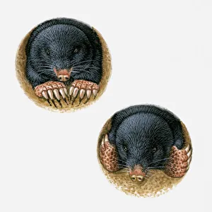 Illustrations of Common Mole (Scalopus aquaticus) using paws and long claws to burrow underground Illustrations of Common Mole (Scalopus aquaticus) using paws and long claws to burrow underground