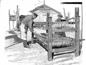 Historic Print of German Fish Processing, 19th Century
