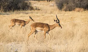 Impalas -Aepyceros melampus petersi-, Etosha National Park, Namibia Impalas -Aepyceros melampus petersi-, Etosha National Park, Namibia