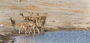 Impalas -Aepyceros melampus petersi- at the Chudob waterhole, Etosha National Park, Namibia Impalas -Aepyceros melampus petersi- at the Chudob waterhole, Etosha National Park, Namibia