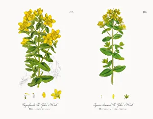 Imperforate St. Johnas Wort, Hypericum dubium, Victorian Botanical Illustration, 1863 Imperforate St. Johnas Wort, Hypericum dubium, Victorian Botanical Illustration, 1863