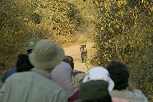 India, Rajasthan, Ranthambore NP, ecotourists watching tiger on path India, Rajasthan, Ranthambore NP, ecotourists watching tiger on path