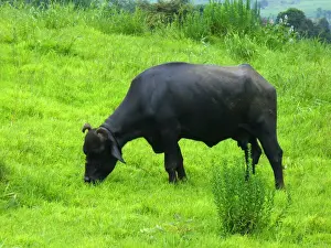 Animal Themes Stock Photos Prints: Indian Buffalo