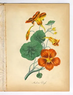 Indian Cress Victorian Botanical Illustration Indian Cress Victorian Botanical Illustration
