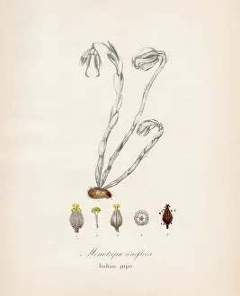 Indian pipe plant botanical engraving 1843 Indian pipe plant botanical engraving 1843
