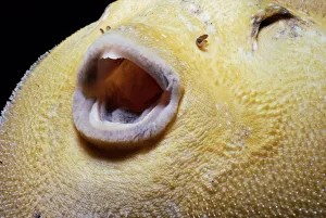 Inflated guineafowl puffer (Arothron meleagris) Inflated guineafowl puffer (Arothron meleagris)
