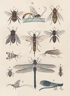 Insects, hand-colored lithograph, published in 1880 Insects, hand-colored lithograph, published in 1880