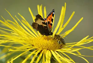 Insects meeting whilst collecting nectar on flower of Elecampane or Horse-heal -Inula helenium Insects meeting whilst collecting nectar on flower of Elecampane or Horse-heal -Inula helenium