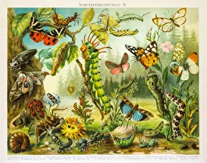 Insects protection devices lithograph 1895 Insects protection devices lithograph 1895