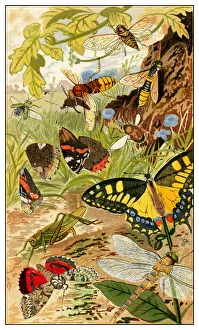 Insects in the wild Insects in the wild