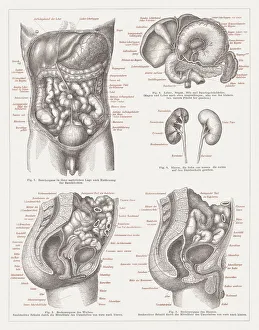 Internal organs of people, lithograph, published 1875 Internal organs of people, lithograph, published 1875