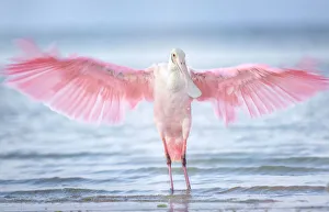 Inviting Wings and Pink Against Beautiful Blue Water at Fort Myers Beach, Florida Inviting Wings and Pink Against Beautiful Blue Water at Fort Myers Beach, Florida
