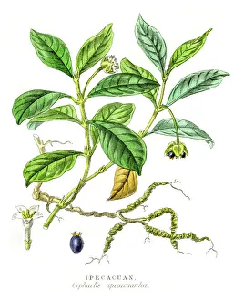 Magical world illustration/palmer illustrated collection/ipecacuana botanical engraving 1857 Magical world illustration/palmer illustrated collection/ipecacuana botanical engraving 1857