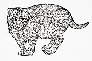 Iriomote Cat (Prionailurus bengalensis iriomotensis or Felis bengalensis iriomotensis or Mayailurus iriomotensis) Iriomote Cat (Prionailurus bengalensis iriomotensis or Felis bengalensis iriomotensis or Mayailurus iriomotensis)