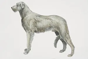 Irish Wolfhound (canis familiaris), side view Irish Wolfhound (canis familiaris), side view