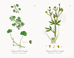 Ivy-leaved Water Crowfoot, Ranunculus hederaceus, Victorian Botanical Illustration, 1863 Ivy-leaved Water Crowfoot, Ranunculus hederaceus, Victorian Botanical Illustration, 1863