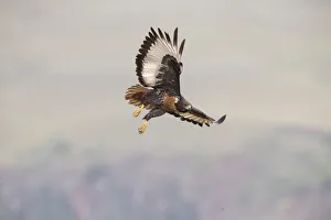 Jackal Buzzard (Buteo rufofuscus) in flight at Giants Castle, Drakensberg Mountains Jackal Buzzard (Buteo rufofuscus) in flight at Giants Castle, Drakensberg Mountains