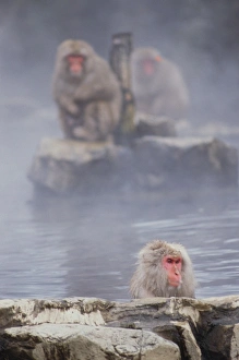 Japan, Honshu, Nagano, Shiga-Kogen, snow monkeys Japan, Honshu, Nagano, Shiga-Kogen, snow monkeys