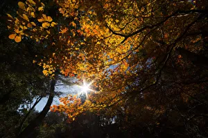 Japanese color leaves changing in autumn season Japanese color leaves changing in autumn season