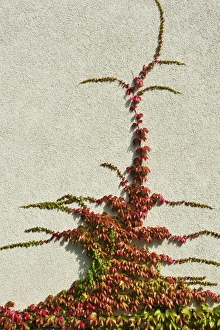 Japanese creeper, Boston ivy, Grape ivy, Japanese ivy (Parthenocissus tricuspidata) on a house wall Japanese creeper, Boston ivy, Grape ivy, Japanese ivy (Parthenocissus tricuspidata) on a house wall