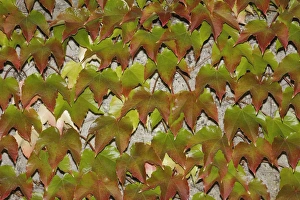 Japanese Creeper -Parthenocissus tricuspidata- on a wall Japanese Creeper -Parthenocissus tricuspidata- on a wall