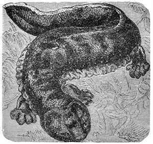 Japanese giant salamander (Andrias japonicus) Japanese giant salamander (Andrias japonicus)