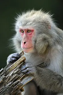 Prints of Japanese Macaque (Macaca fuscata) Japanese Macaque Prints: Japanese Macaque Print