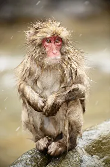 Japanese Macaque (Macaca fuscata), Jigokudani Japanese Macaque (Macaca fuscata), Jigokudani