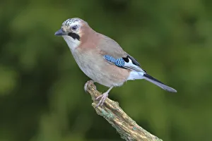 Jay -falco tinnunculus- perched on a branch, Neunkirchen, Siegerland Jay -falco tinnunculus- perched on a branch, Neunkirchen, Siegerland