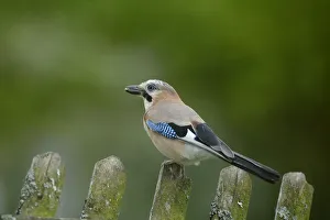 Jay -Garrulus glandarius-, perched on a garden fence, Sauerland, North Rhine-Westphalia Jay -Garrulus glandarius-, perched on a garden fence, Sauerland, North Rhine-Westphalia
