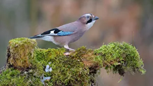 Jay -Garrulus glandarius- perched on a tree stump, Fischen, Allgau, Bavaria, Germany Jay -Garrulus glandarius- perched on a tree stump, Fischen, Allgau, Bavaria, Germany