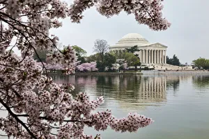 Jefferson Memorial and Tidal Basin with cherry blossoms, Washington, District of Columbia Jefferson Memorial and Tidal Basin with cherry blossoms, Washington, District of Columbia
