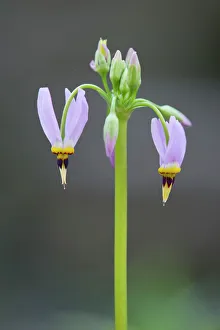 Jeffreys Shooting Star or Sierra Shooting Star -Dodecatheon jeffreyi-, flowering Jeffreys Shooting Star or Sierra Shooting Star -Dodecatheon jeffreyi-, flowering