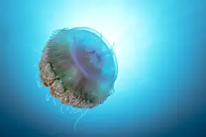 Jellyfish Print on the Great Barrier Reef