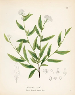 Jersey tea plant botanical engraving 1843 Jersey tea plant botanical engraving 1843
