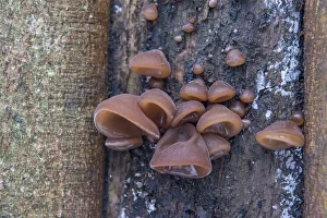Jews Ear or Wood Ear Fungus -Auricularia auricula-judae- on a Sycamore, Thuringia, Germany Jews Ear or Wood Ear Fungus -Auricularia auricula-judae- on a Sycamore, Thuringia, Germany