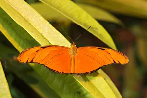 Julia butterfly -Dryas julia-, found in South America Julia butterfly -Dryas julia-, found in South America