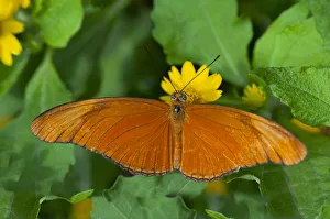 Julia Butterfly, Julia heliconian -Dryas iulia-, Phuket, Thailand, Southeast Asia, Asia Julia Butterfly, Julia heliconian -Dryas iulia-, Phuket, Thailand, Southeast Asia, Asia