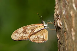 Julia Butterfly, Julia Heliconian or The Flame -Dryas iulia-, just after hatching Julia Butterfly, Julia Heliconian or The Flame -Dryas iulia-, just after hatching