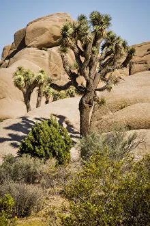 Jumbo Rocks of granite during Drought Spotlight number 3, Route 66, Mohave Desert Jumbo Rocks of granite during Drought Spotlight number 3, Route 66, Mohave Desert